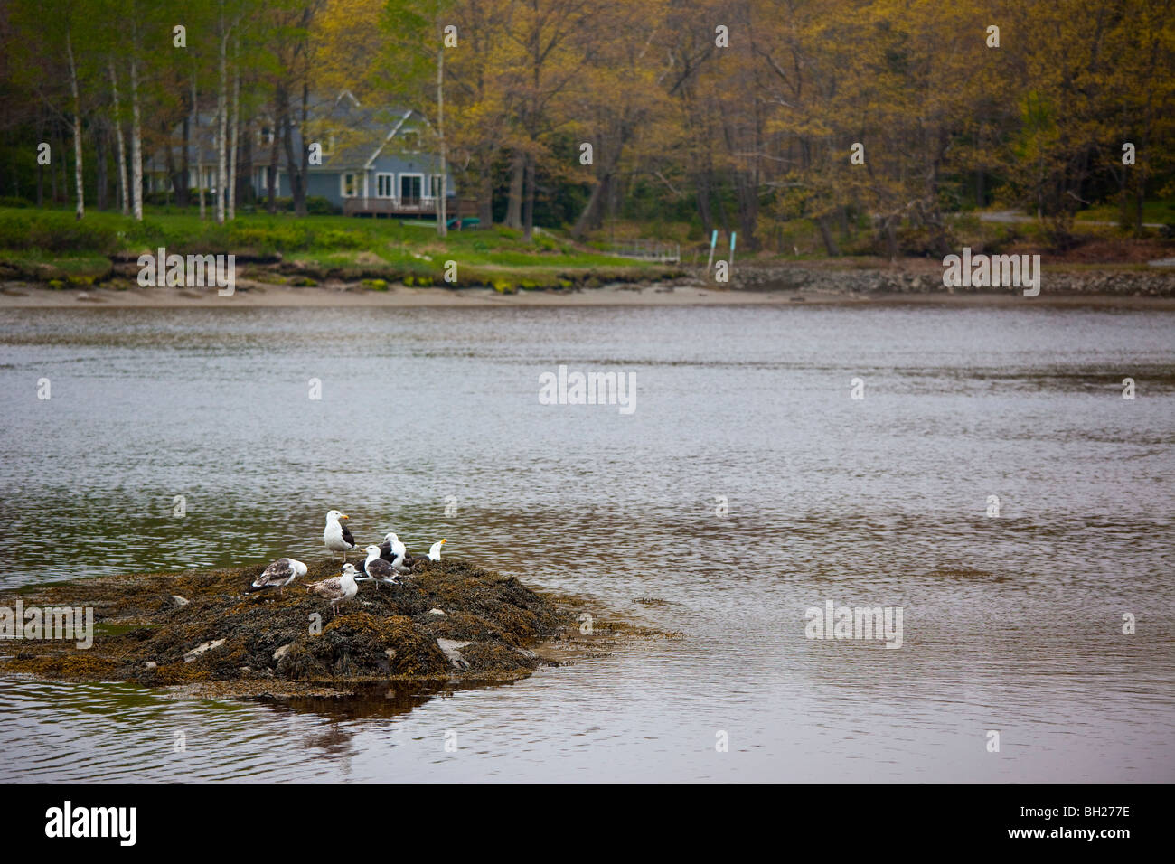 Seagulls, Kennebunkport, Maine Stock Photo