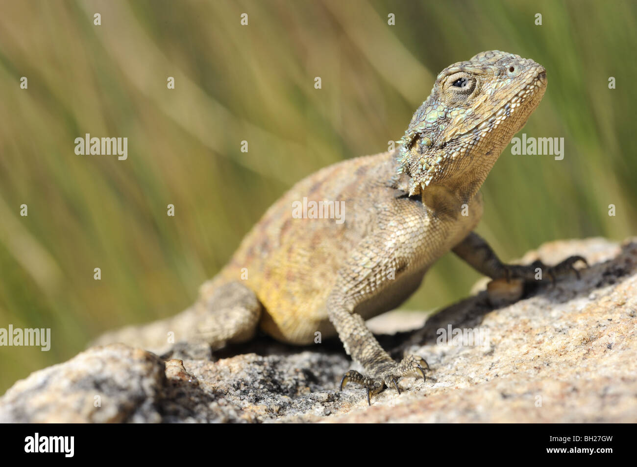 Rock Agama Lizard Basking on rock Stock Photo Alamy