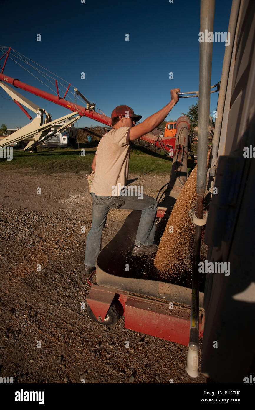 Young Farmer Emptying Grain Out Of Truck To Be Augered Into Bin, Redvers, Saskatchewan, Canada