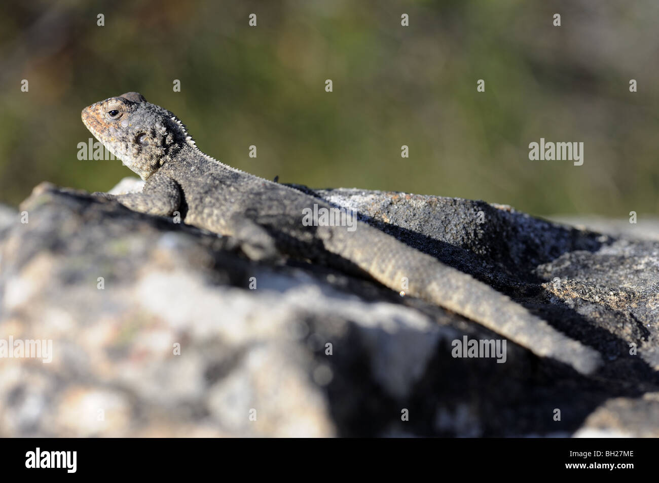Rock Agama Lizard Basking on Rock Stock Photo Alamy