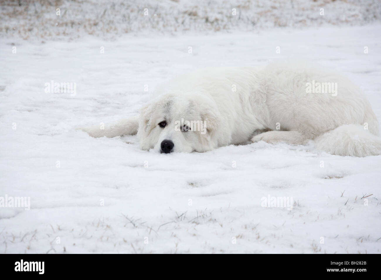 Great pyrenees sitting in the snow Stock Photo Alamy