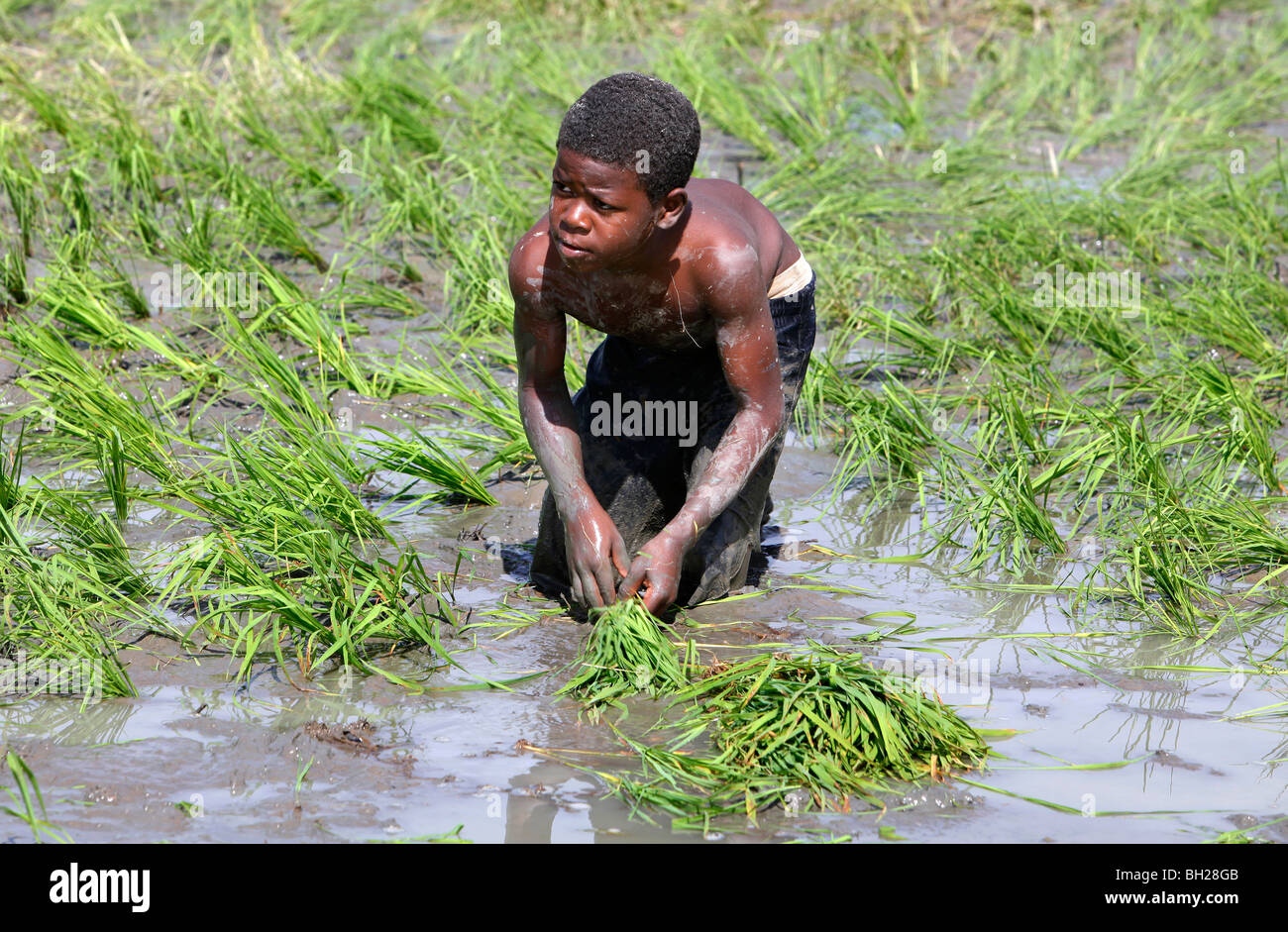 An immigrant Haitian boy plants rice in a paddy, Dominican Republic Stock  Photo - Alamy