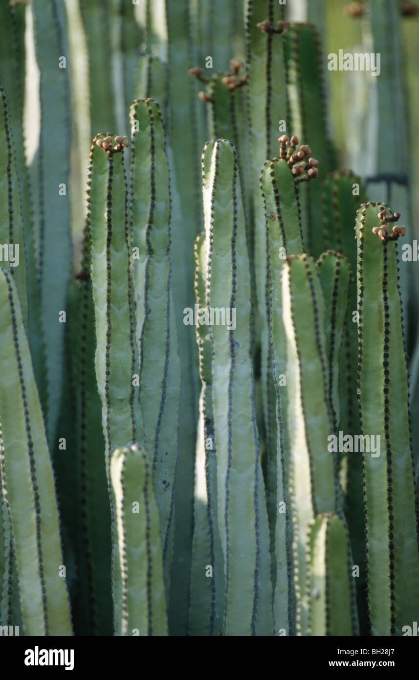 Cactus Euphorbia canariensis detail, Vilaflor, Tenerife, Canary Islands Stock Photo