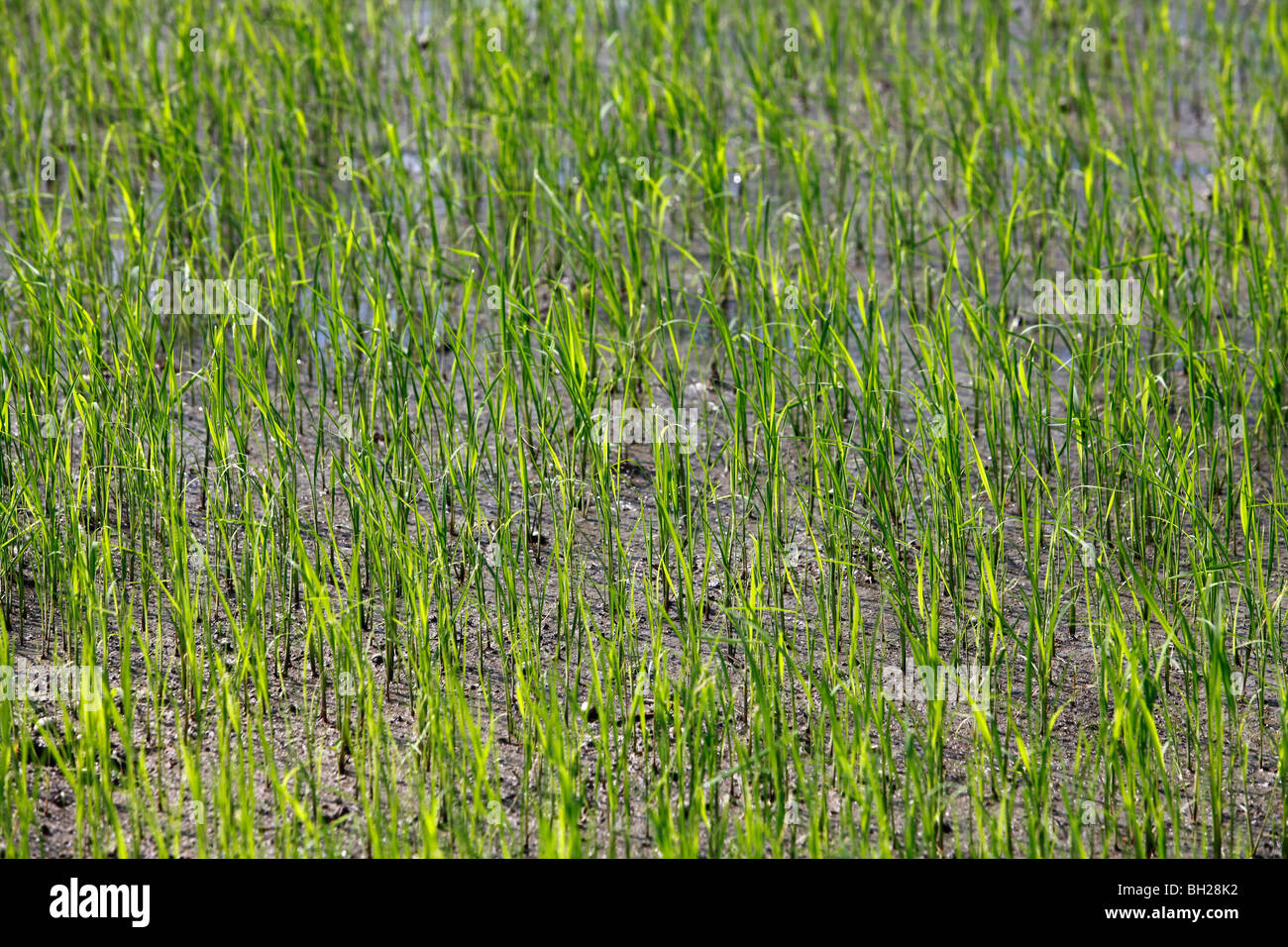 Rice paddy, Dominican Republic Stock Photo Alamy