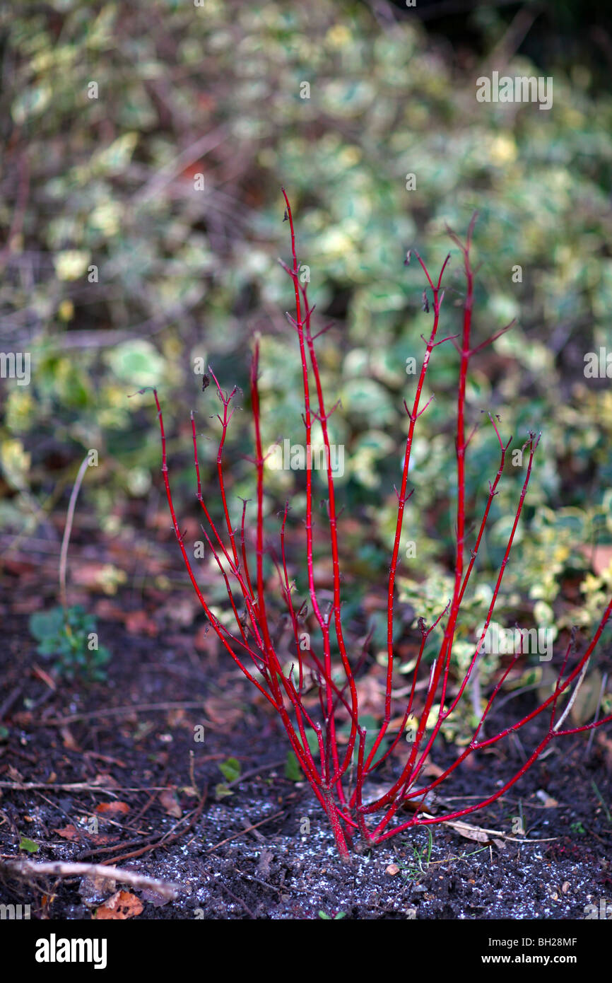 Red Plant in Queen Mary Rose Gardens in Regent's Park Stock Photo