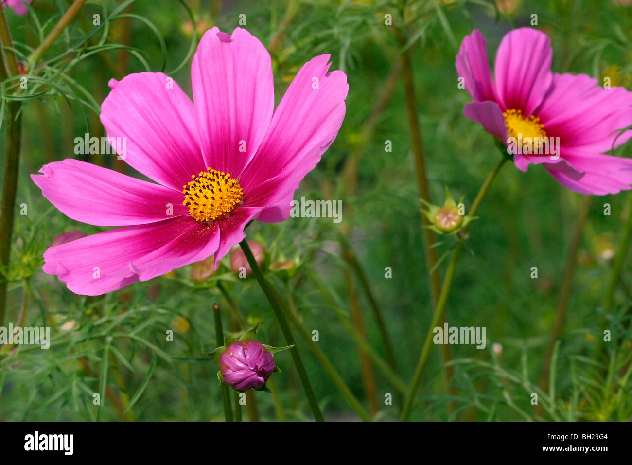 Edible cosmos flowers hires stock photography and images Alamy
