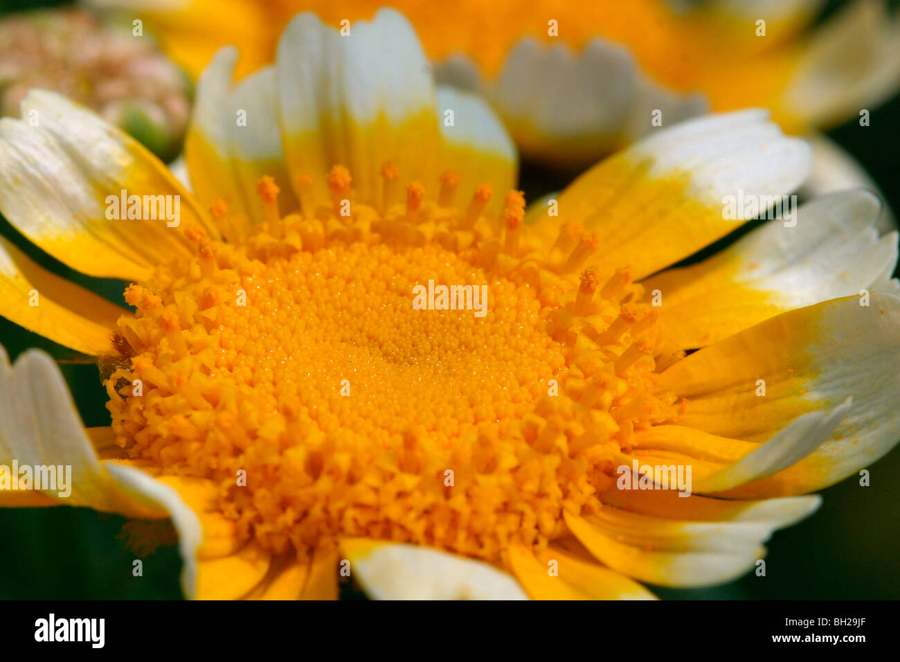 CHRYSANTHEMUMS, EDIBLE FLOWERS, TREMBLAYLESVILLAGES, EUREETLOIR (28), FRANCE Stock Photo Alamy