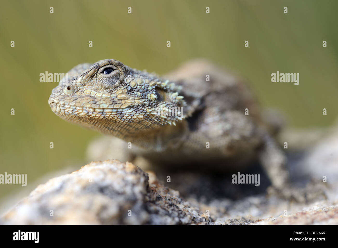 Rock Agama Lizard Basking on rock Stock Photo Alamy