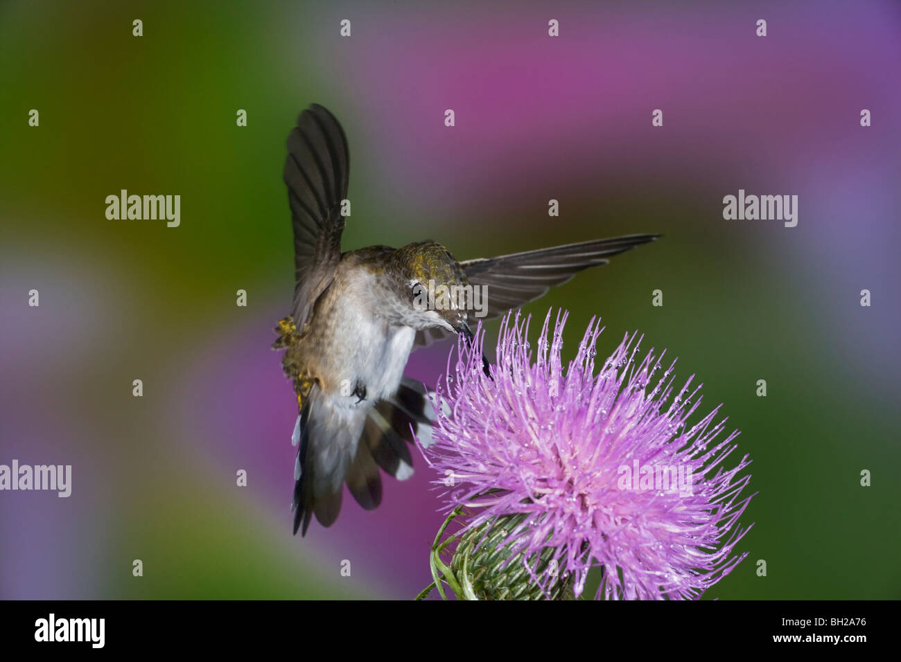 Ruby Throated Hummingbird Feeding Baby Pet Birds Hummingbird Beautiful  Birds | sexiezpix Web Porn