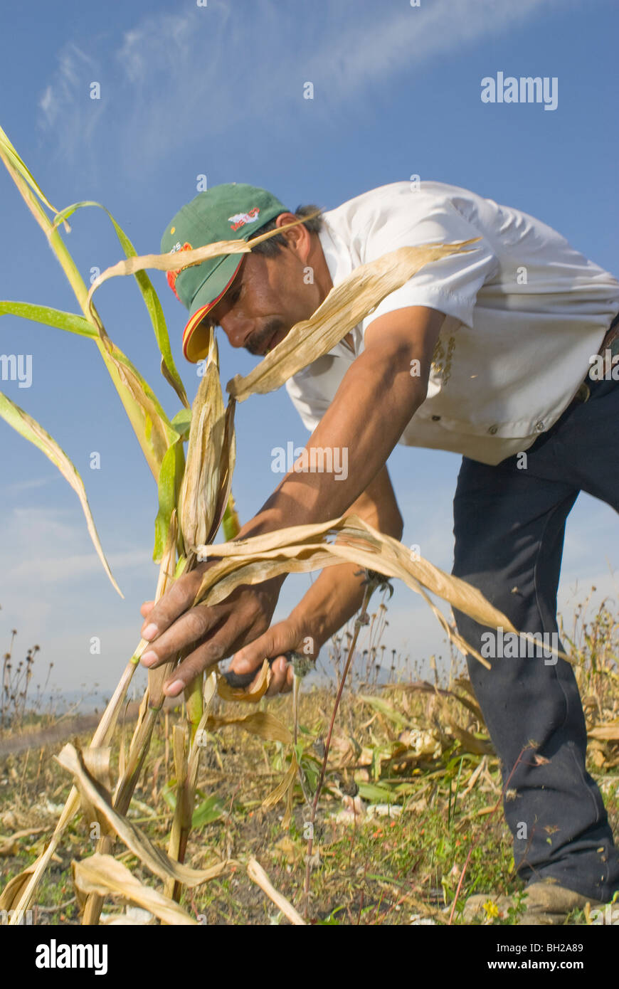 Corn field mexico hi-res stock photography and images - Alamy