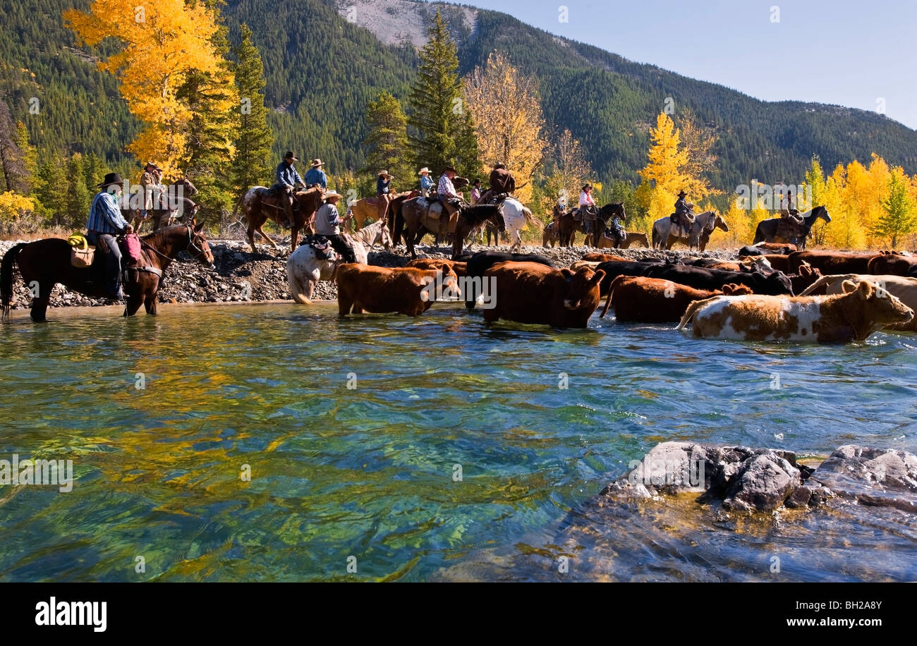 Cattle ranch southern alberta hi-res stock photography and images - Alamy