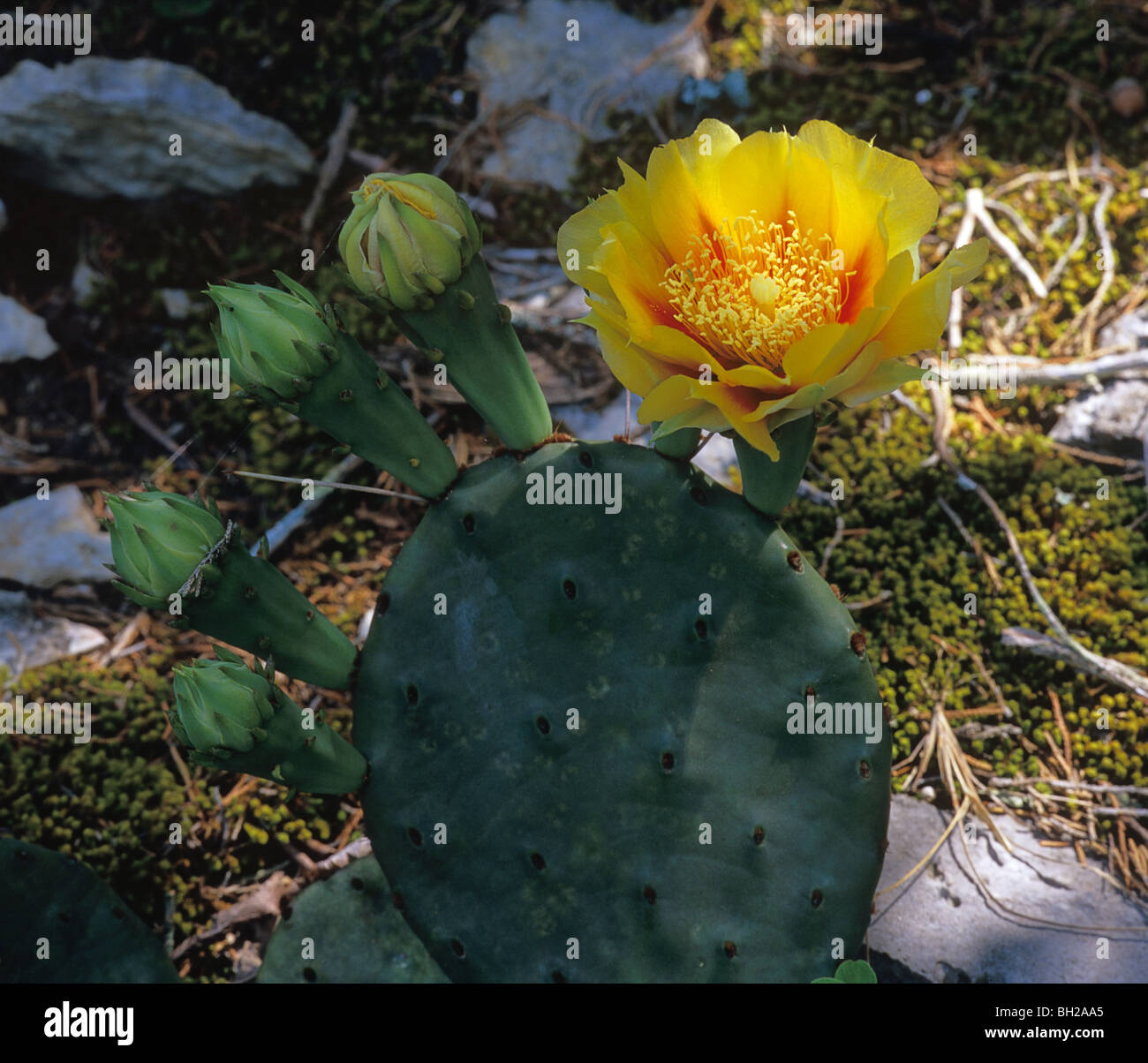 Prickly Pear Cactus in bloom; Long Hunter State Park, Nashville