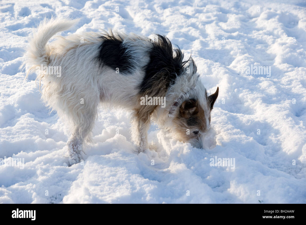Jack Russell in the snow Stock Photo Alamy