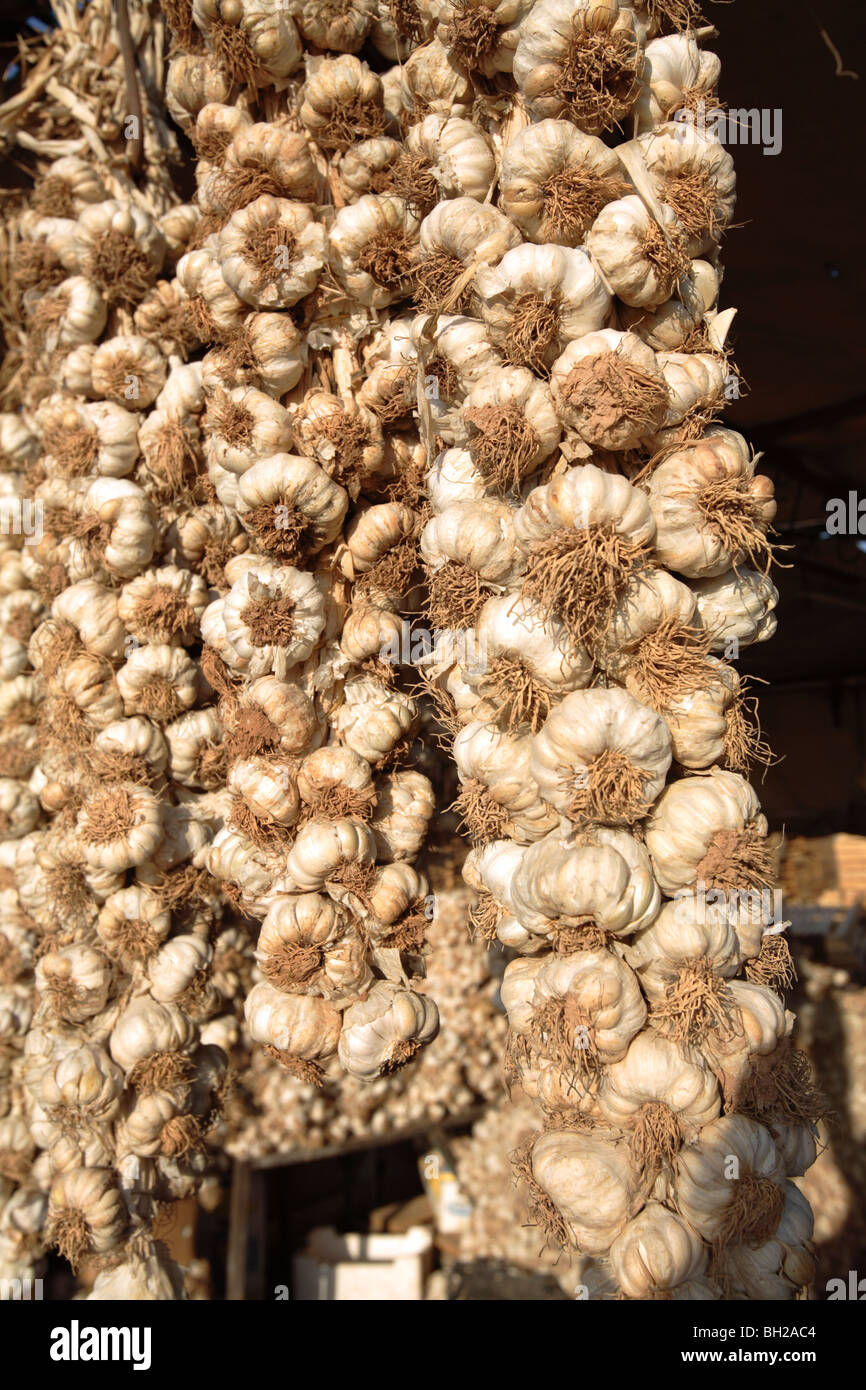 Bunches of Garlic Hanging Stock Photo Alamy