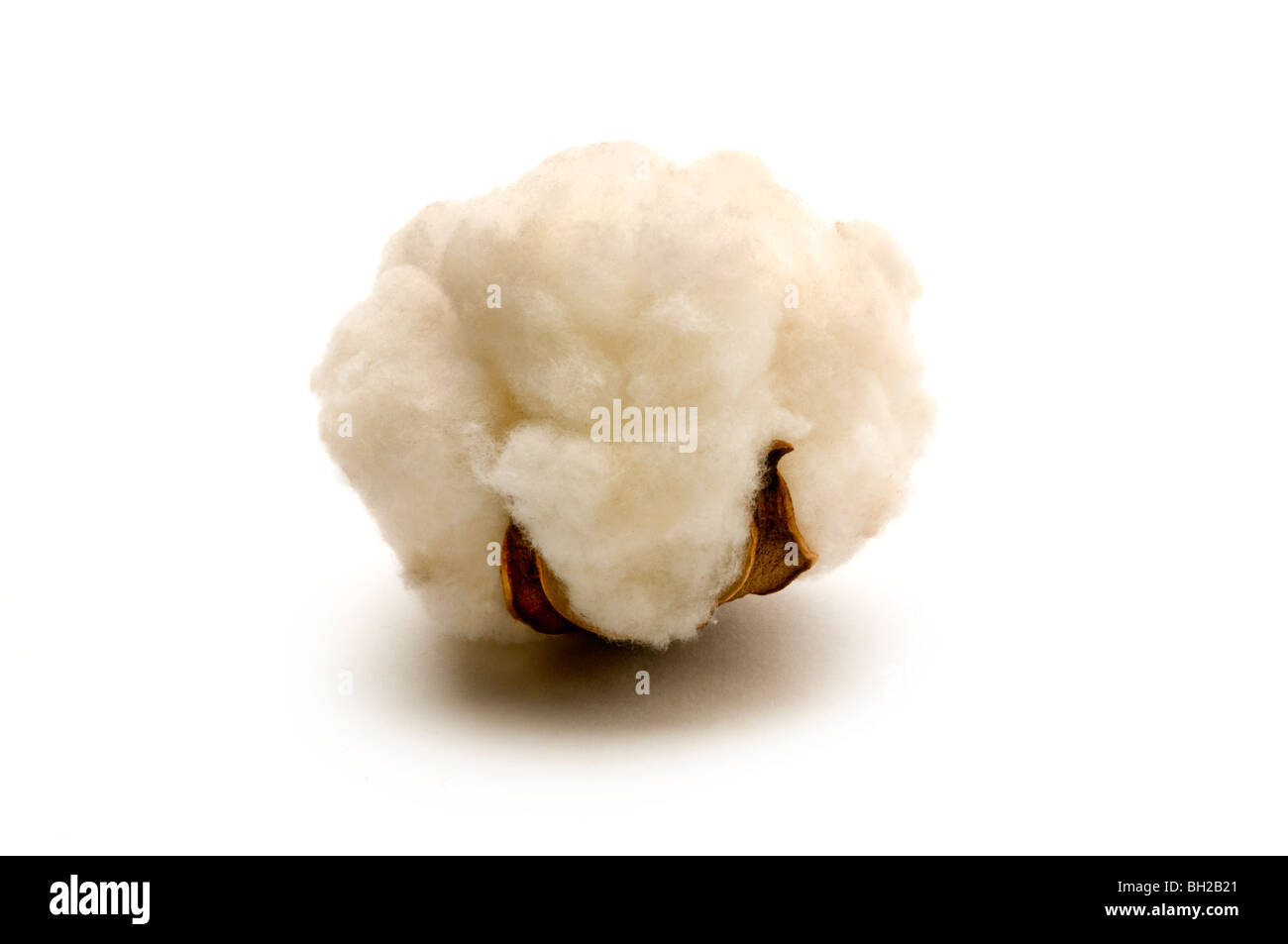 cotton ball natural Stock Photo