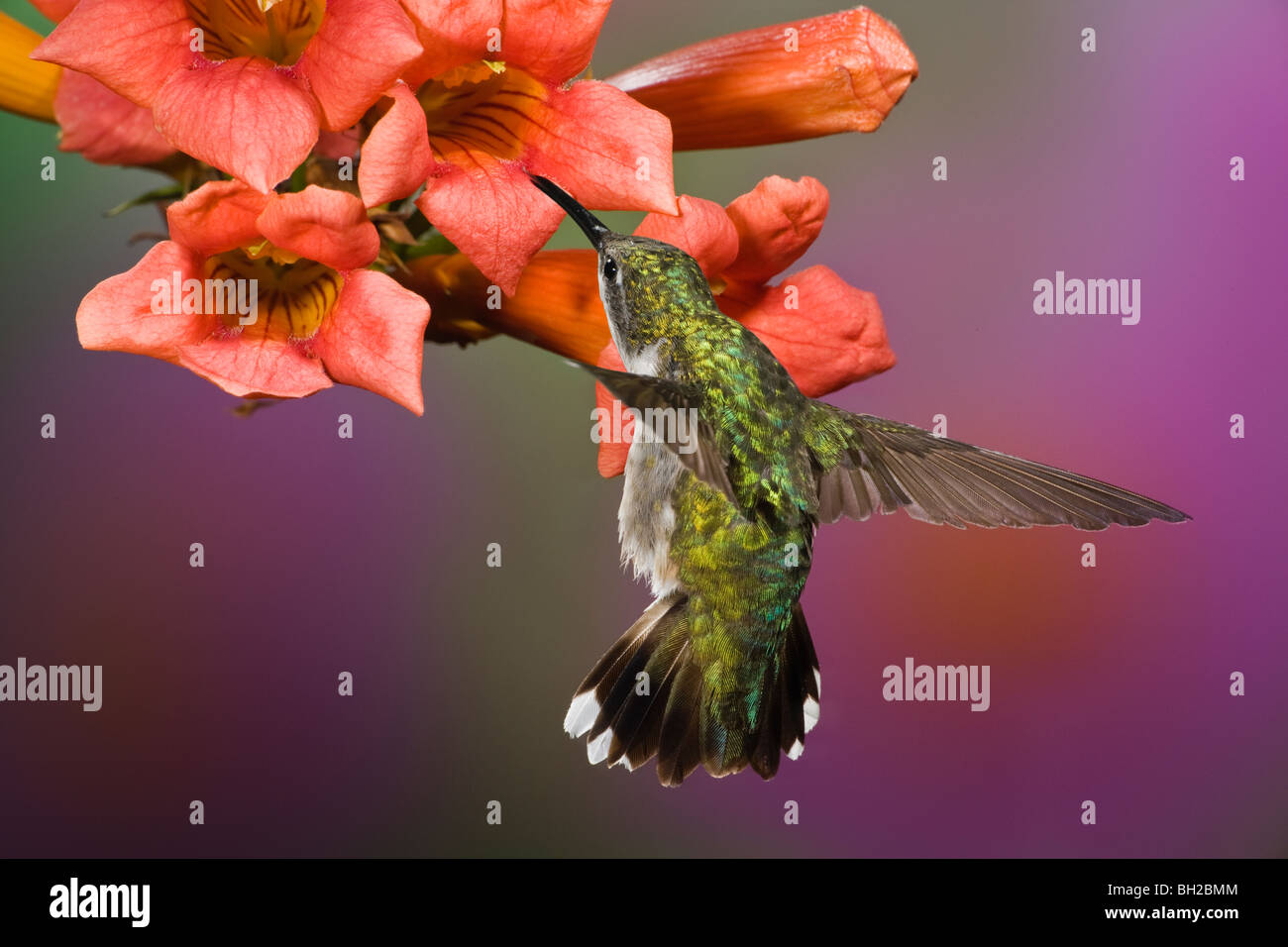 Female Ruby-throated Hummingbird feeding in flight Stock Photo
