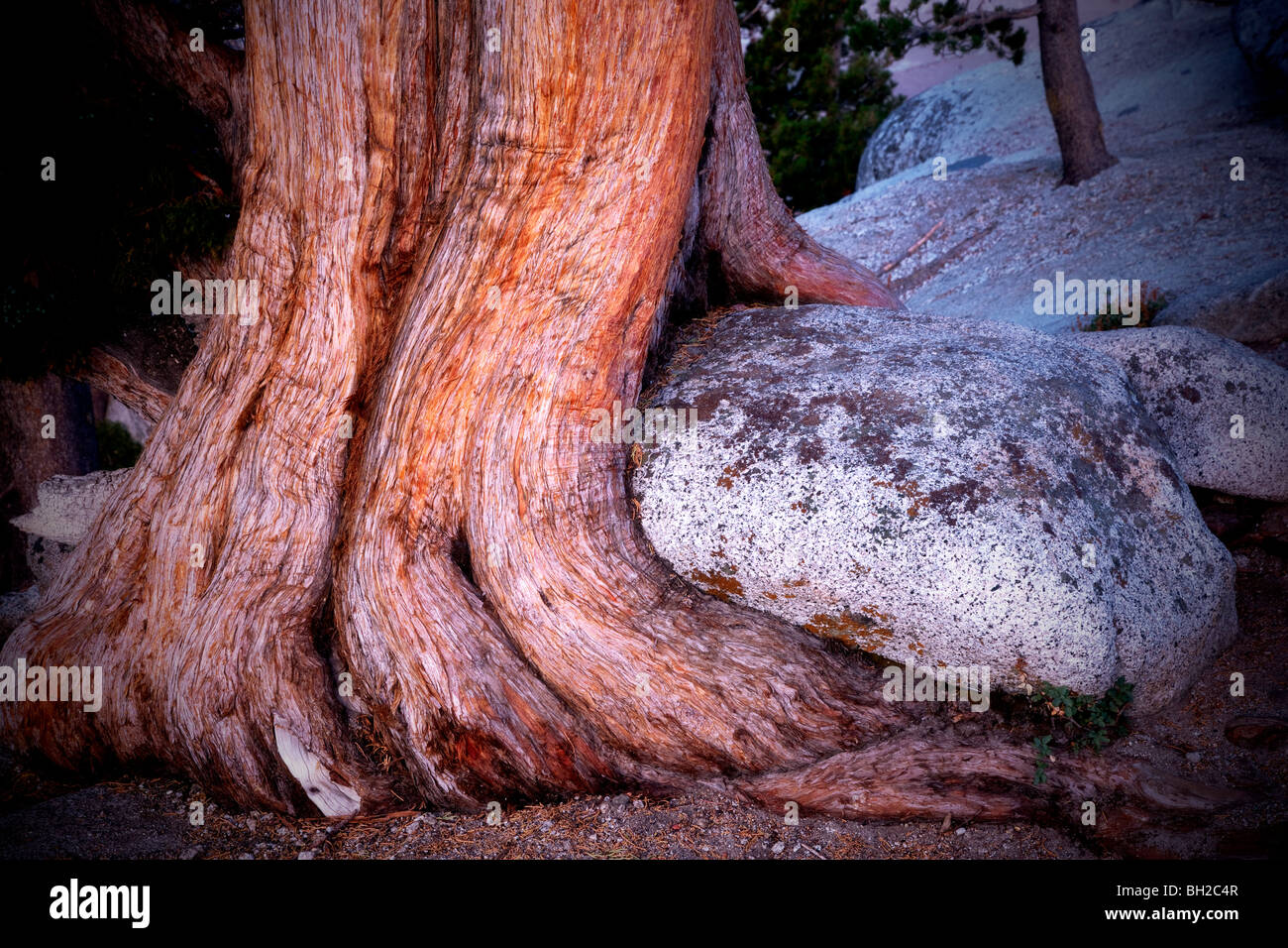 Juniper tree growing around rock. Yosemite National Park, California Stock Photo