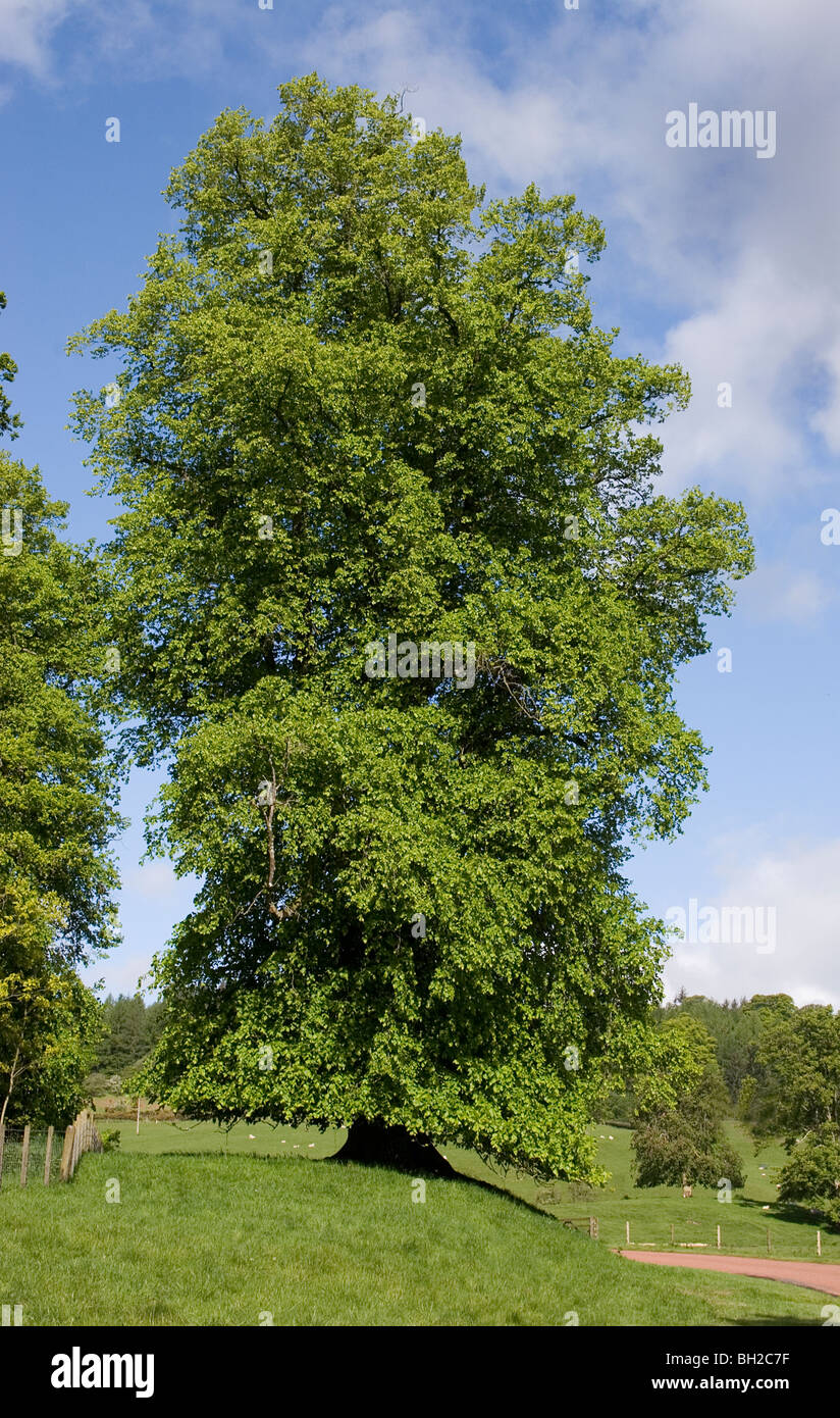 Drumlanrig castle hires stock photography and images Alamy