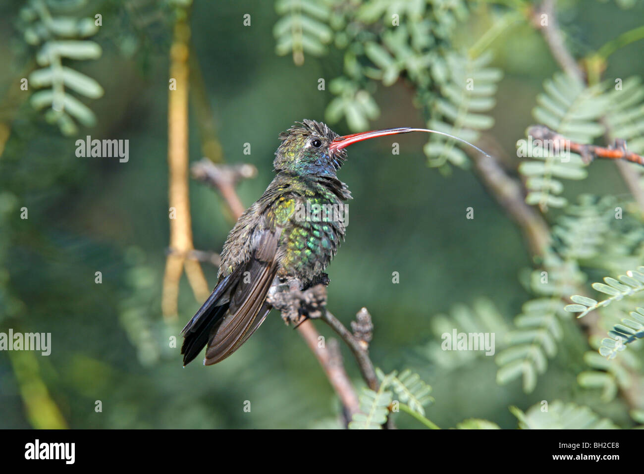 Broadbilled Hummingbird showing long tongue Stock Photo Alamy