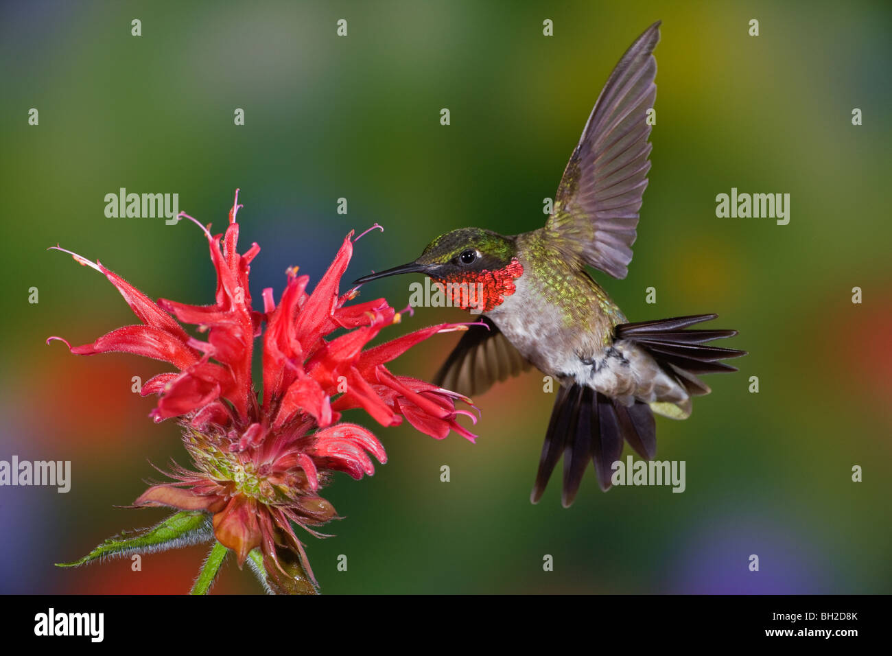 Male Ruby-throated Hummingbird in flight feeding. Stock Photo