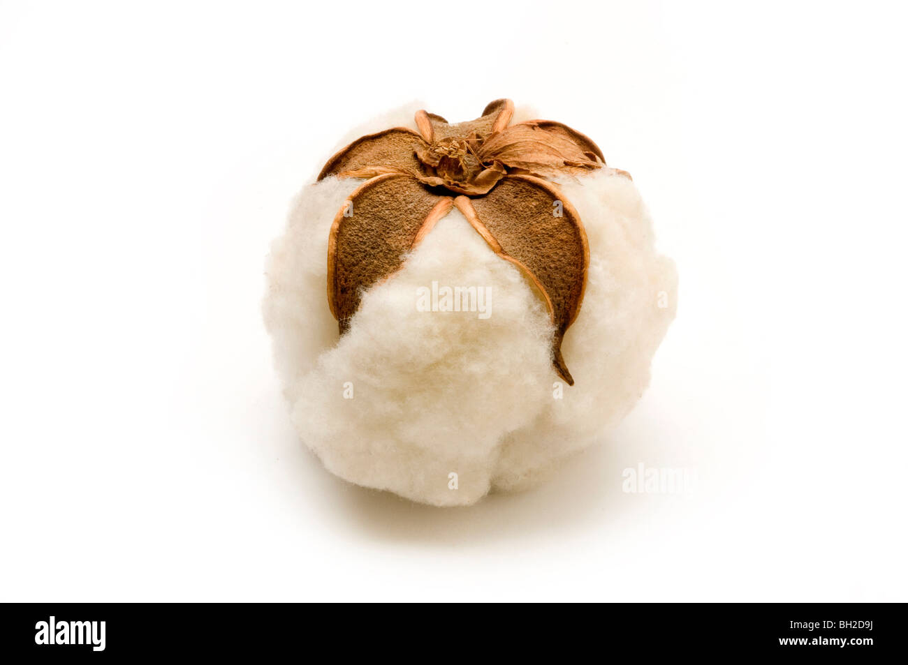 cotton ball natural Stock Photo
