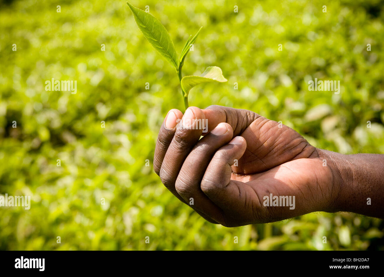 Fairtrade farmers hires stock photography and images Alamy
