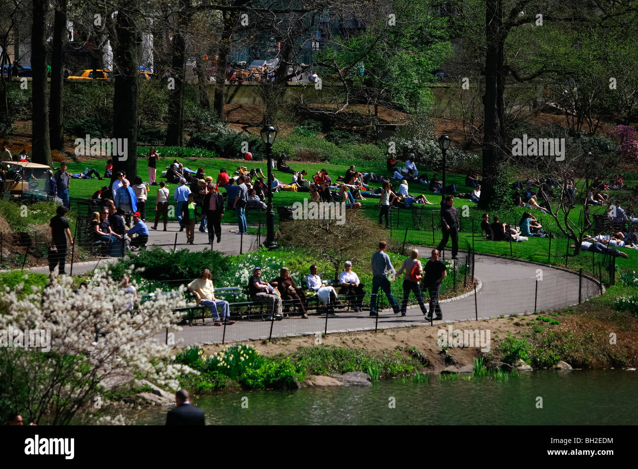 Central Park during spring season when cherry tree blossoms and tourists visit New York city Stock Photo