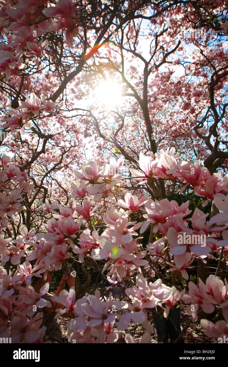 Central Park during spring season when cherry tree blossoms and tourists visit New York city Stock Photo