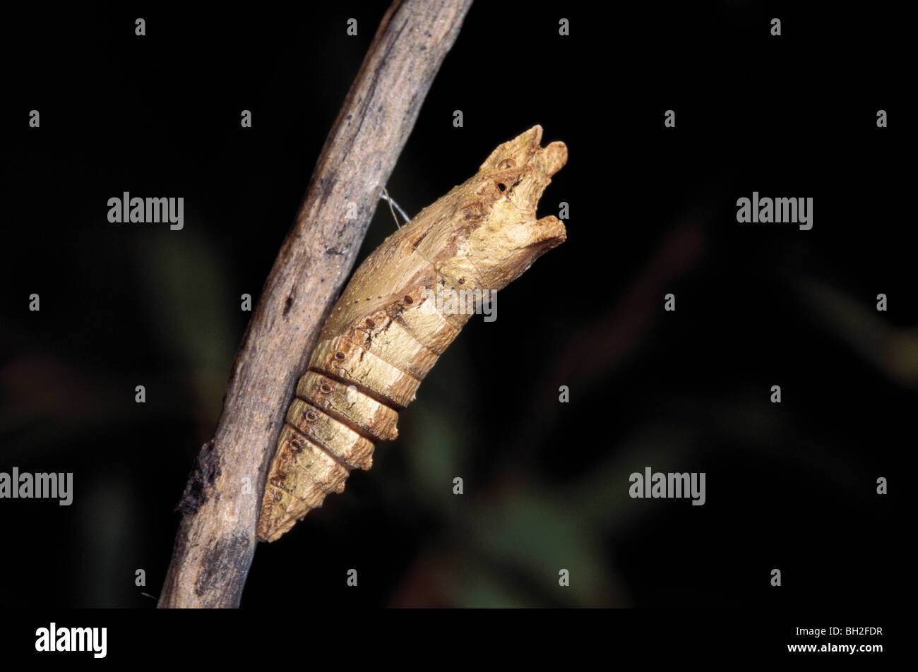 Pale Swallowtail chrysalis Stock Photo Alamy