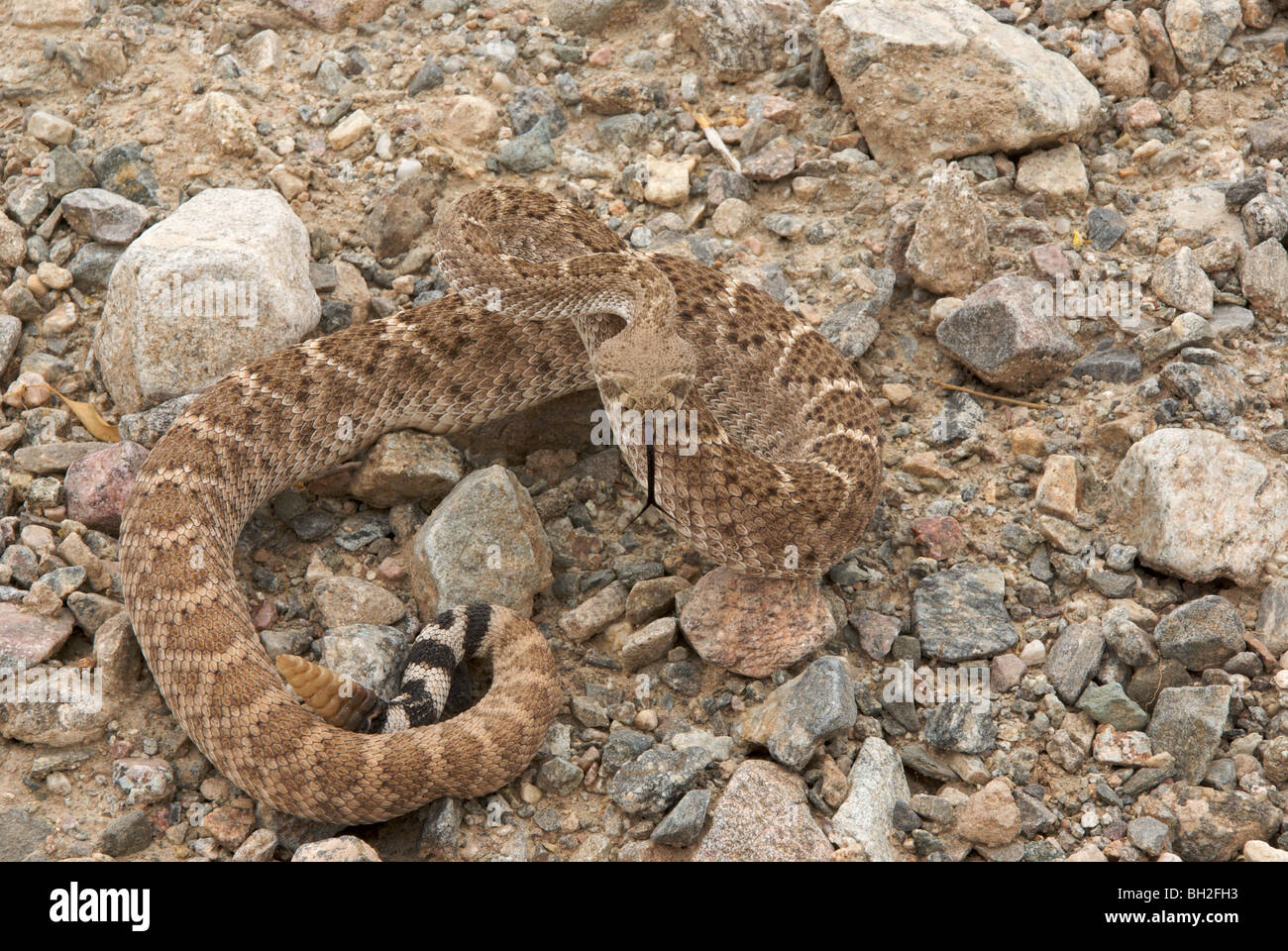 Rattlesnake colorado hires stock photography and images Alamy