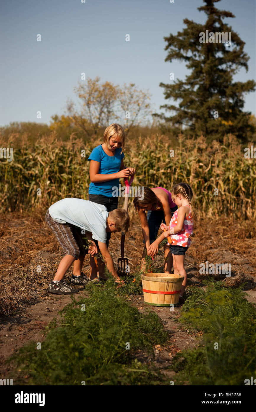 Twelve, Ten, And Five Year Old Girls And Twelve Year Old Boy Digging Carrots In The Garden; Redvers, Saskatchewan, Canada Stock Photo