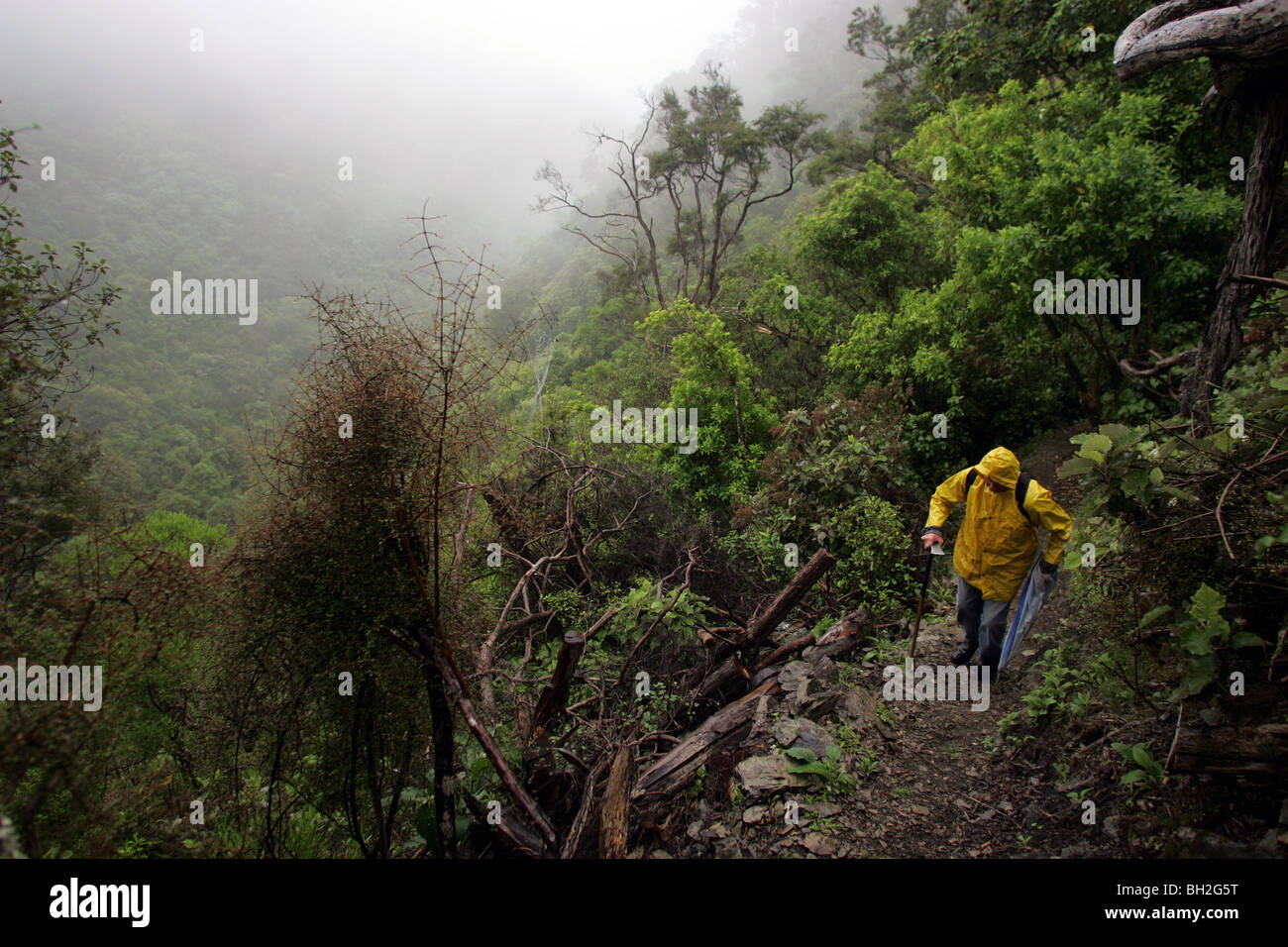 Walking or tramping in the native bush of Brook Waimarama Sanctuary, Nelson, New Zealand Stock Photo