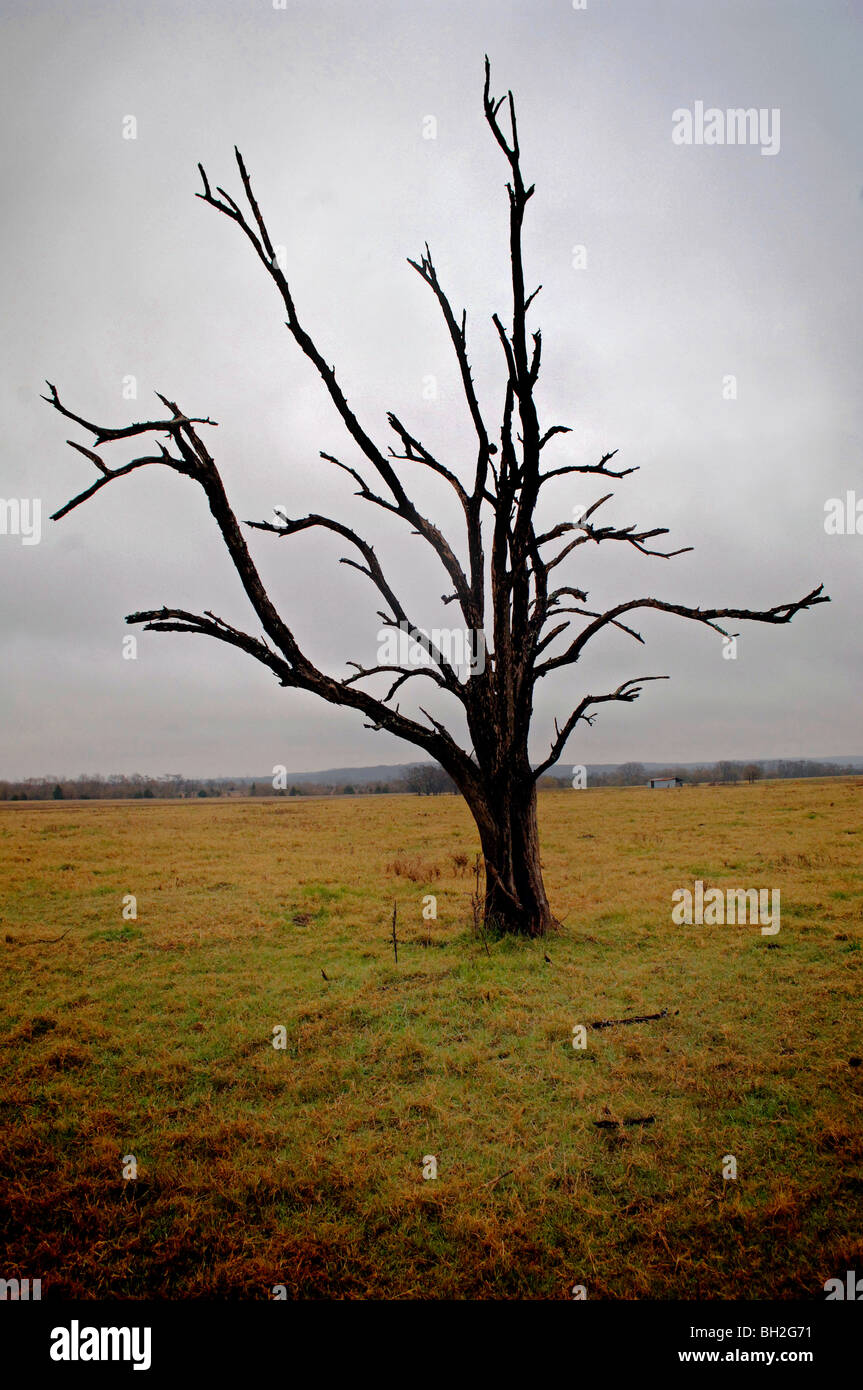 Barren trees stand out like eerie skeletons on the expanse of open grassland in the frosty winter season of death Stock Photo