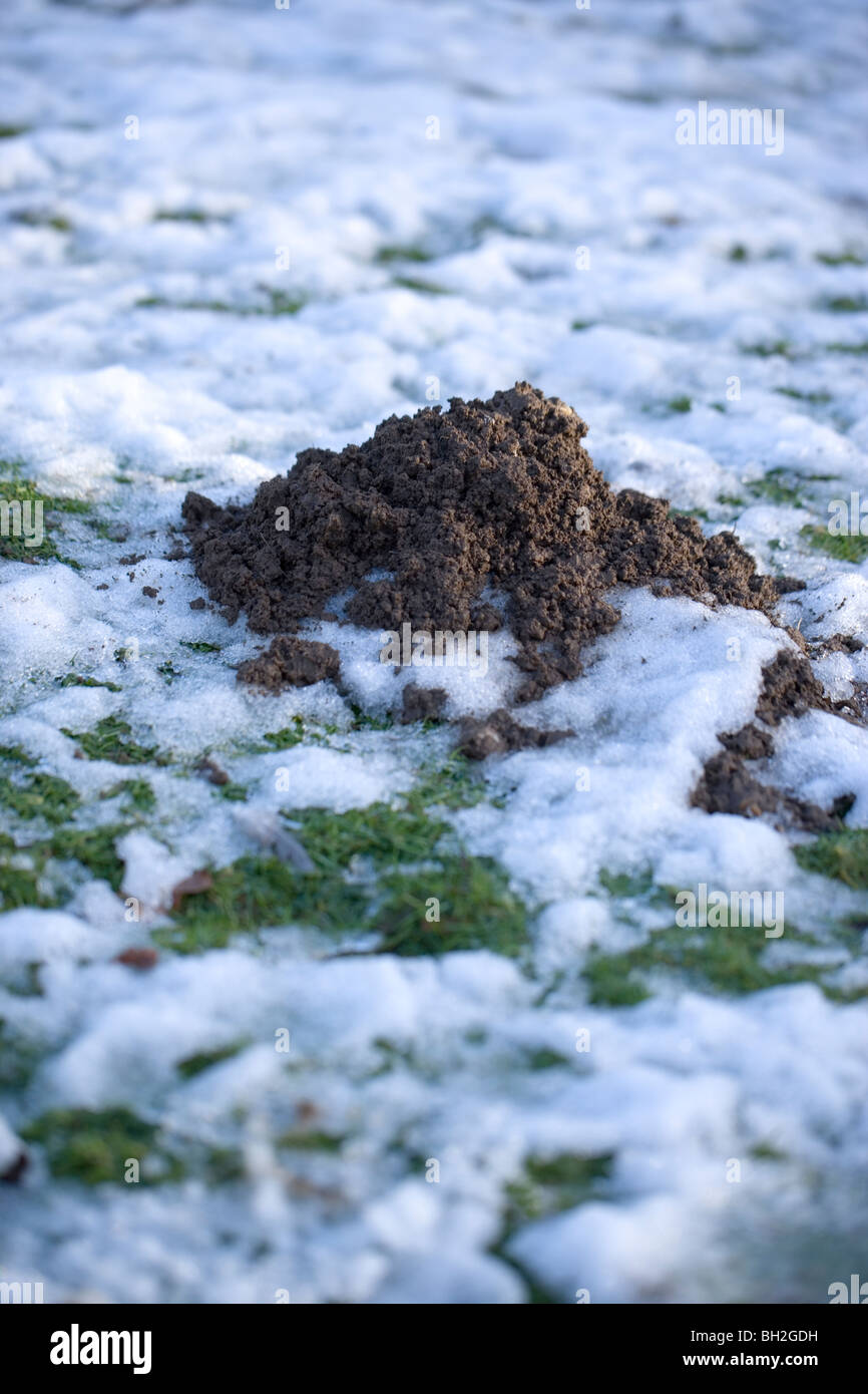 Mole Hill (Talpa europaea). Freshly upheaved soil showing animal activity even in hard winter weather. Stock Photo