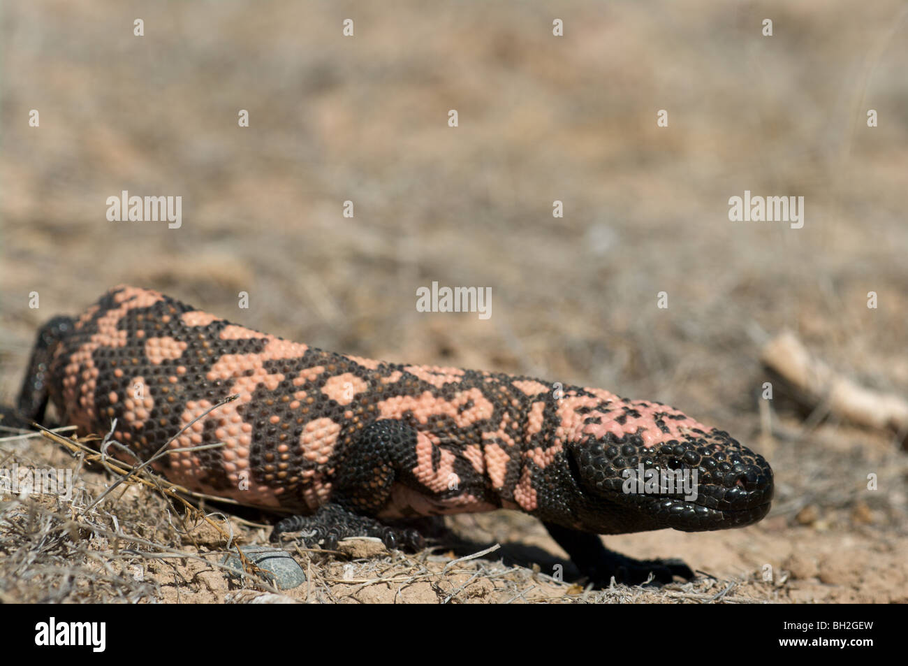 A wild Gila monster (Heloderma suspectum) from southeastern Arizona ...