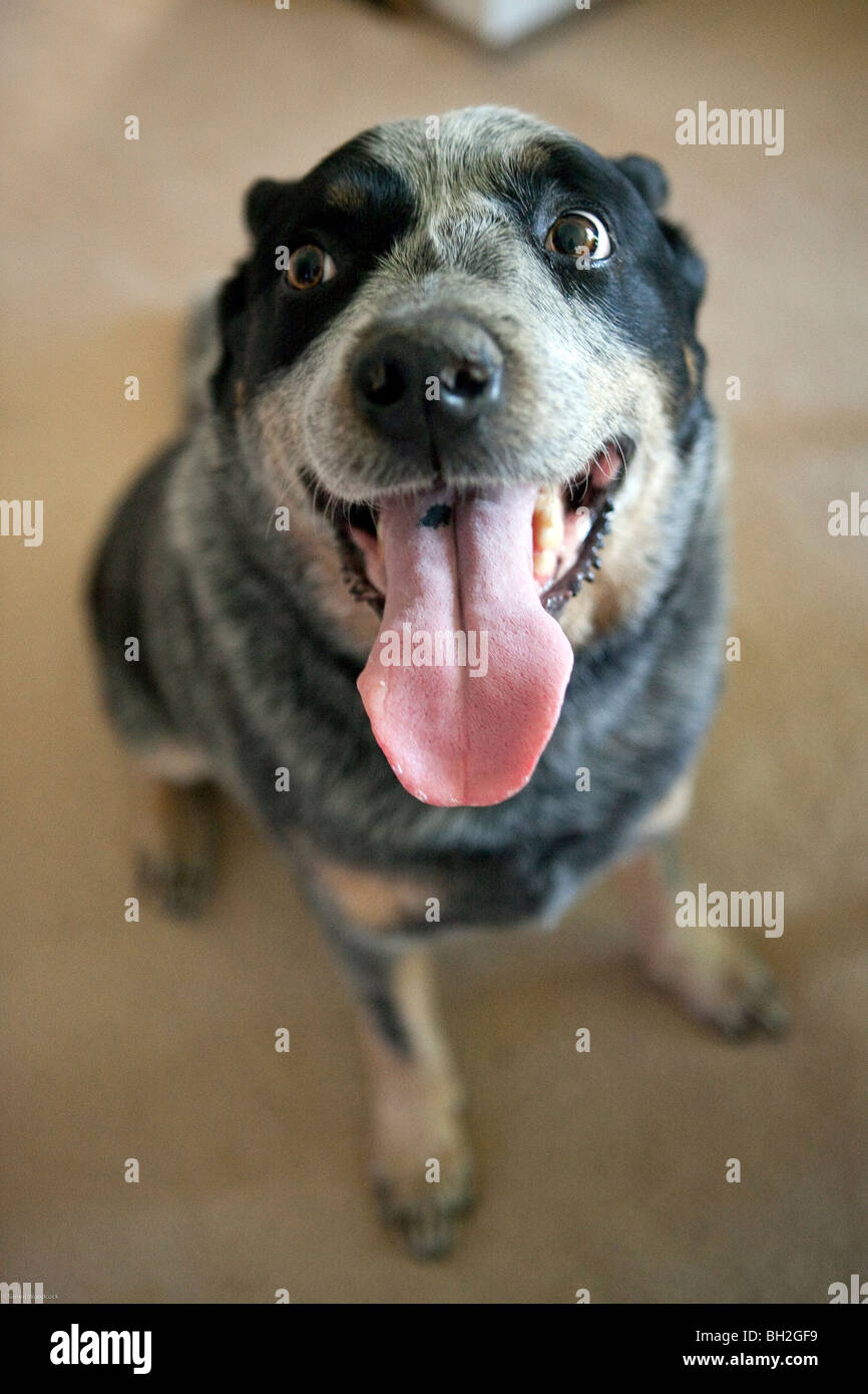 Blue Heeler Australian Cattle dog Stock Photo