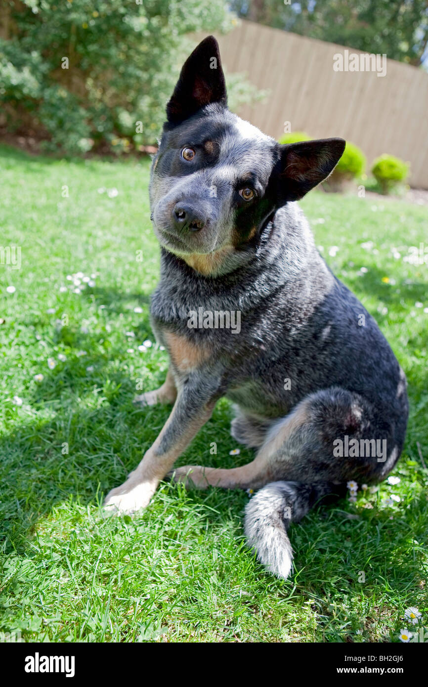 Blue Heeler Australian Cattle dog Stock Photo