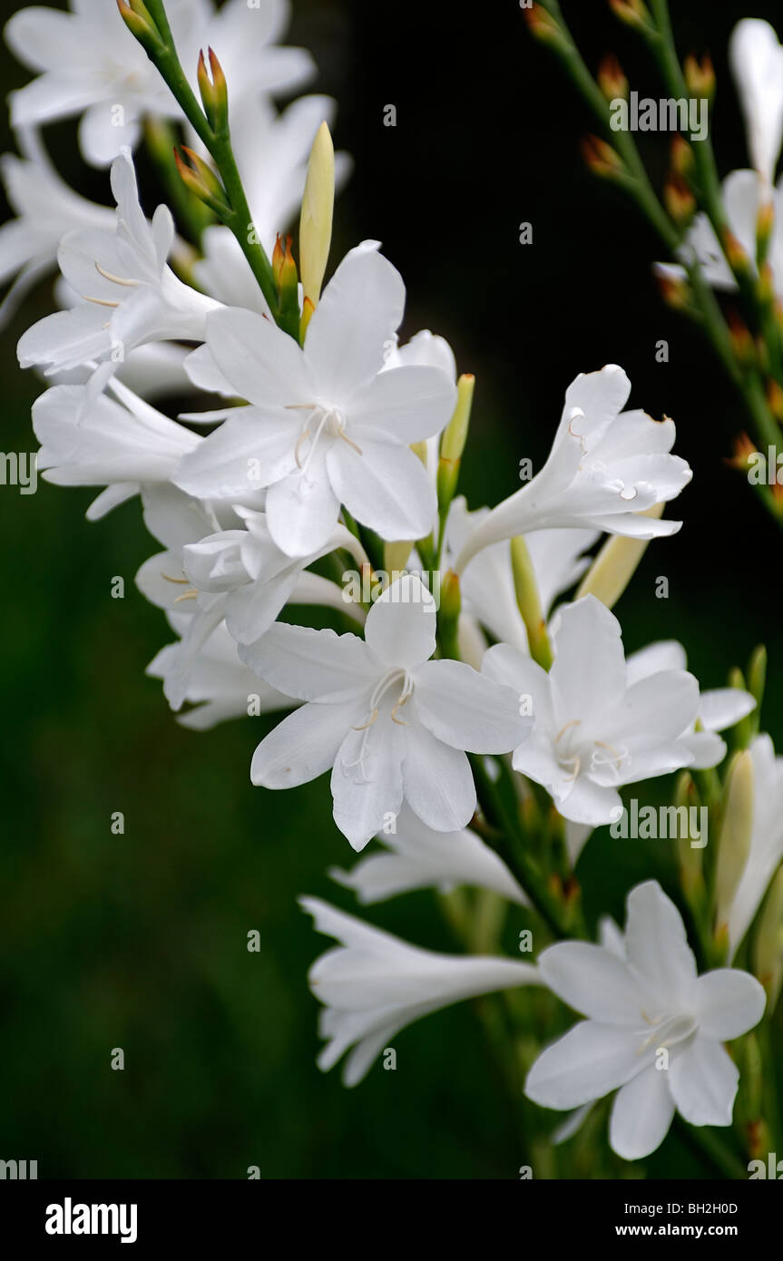Arderne's White Bugle Lily Watsonia spp perennial western cape South Africa Stock Photo