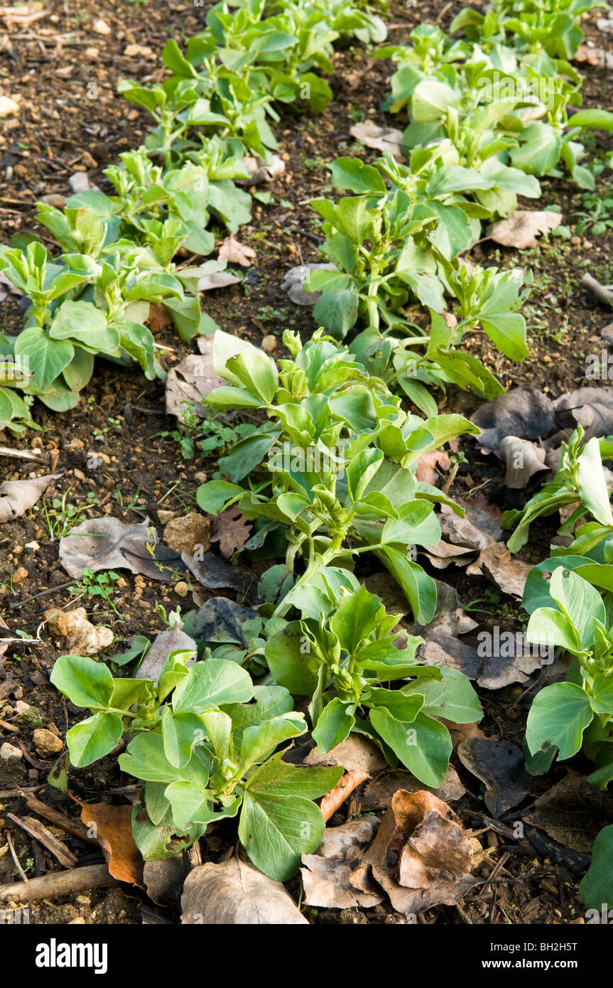Field beans sown as a green manure to improve soil fertility at