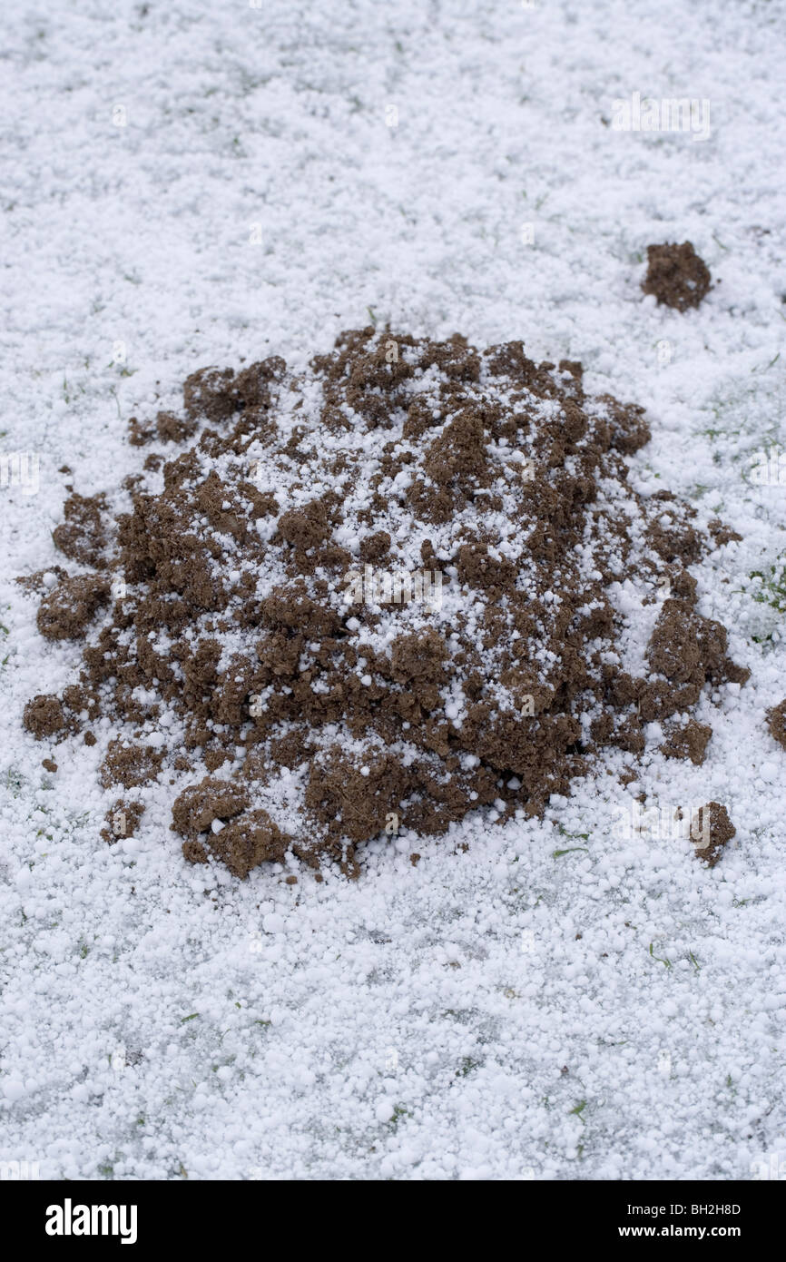 Mole Hill (Talpa europaea) showered by hail stones. Stock Photo