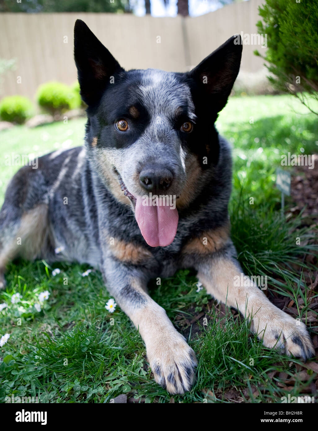 Blue Heeler Australian Cattle dog Stock Photo