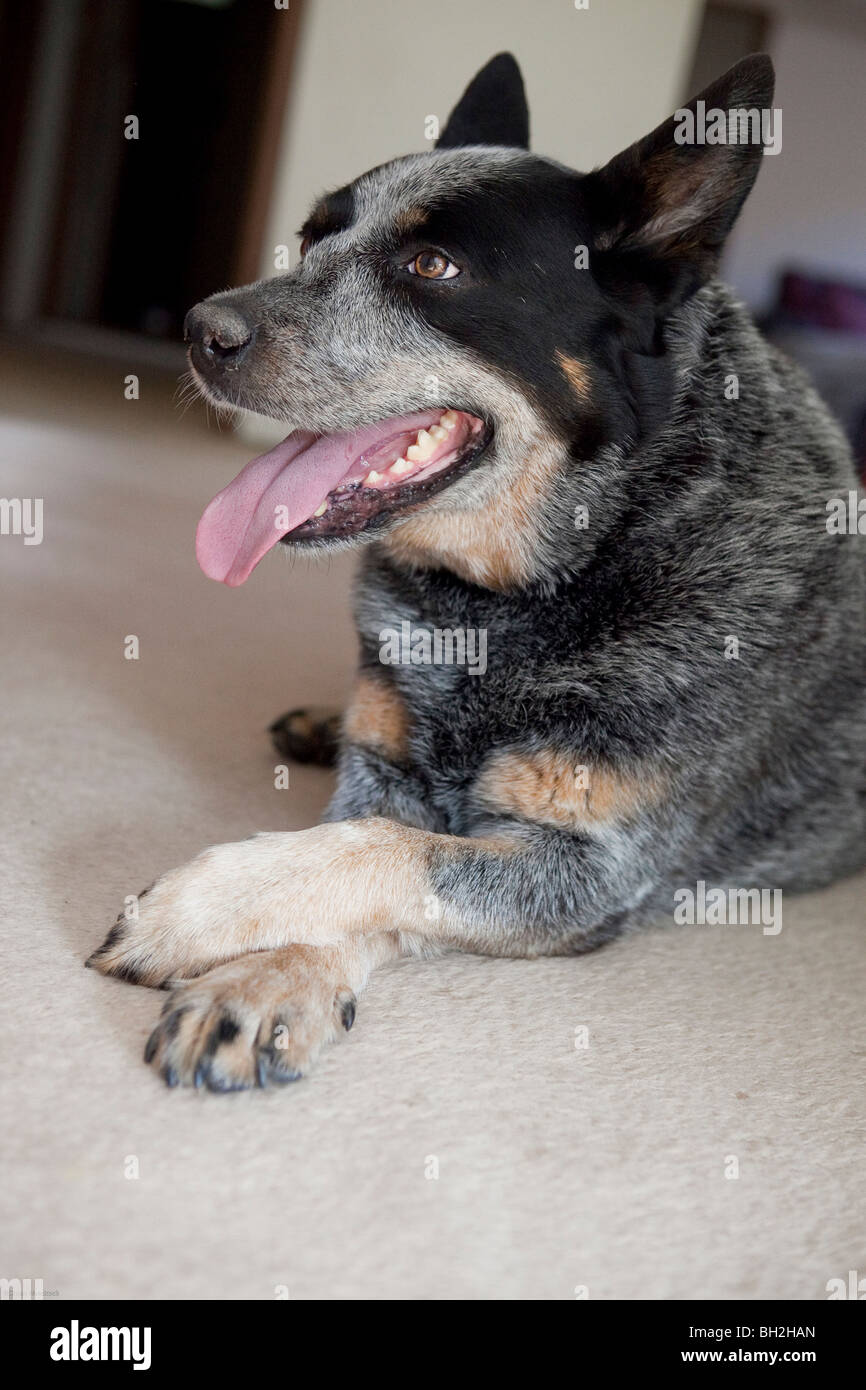 Blue Heeler Cattle Dog Stock Photo