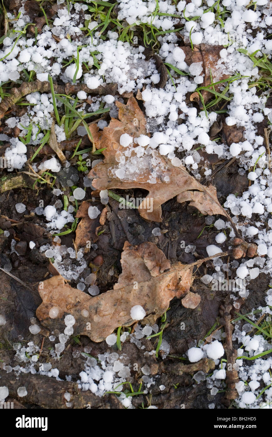 Hail stones on grass lawn with fallen Oak Leaves (Quercus robur). Stock Photo