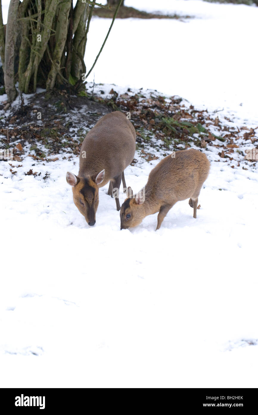 Muntjac Deer (Muntiacus reevesi). Female and fawn seeking food during a period of hard winter weather. January, Norfolk. Stock Photo