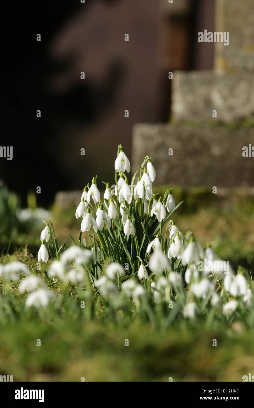 A small display of dazzling white snowdrops (Galanthus nivalis) in a church yard Stock Photo
