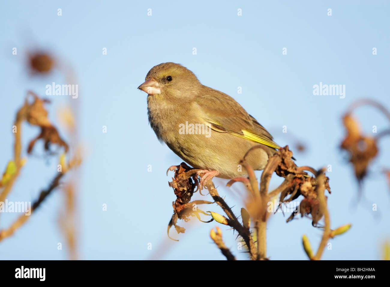 Greenfinch (Carduelis chloris) male perched on seed heads Stock Photo
