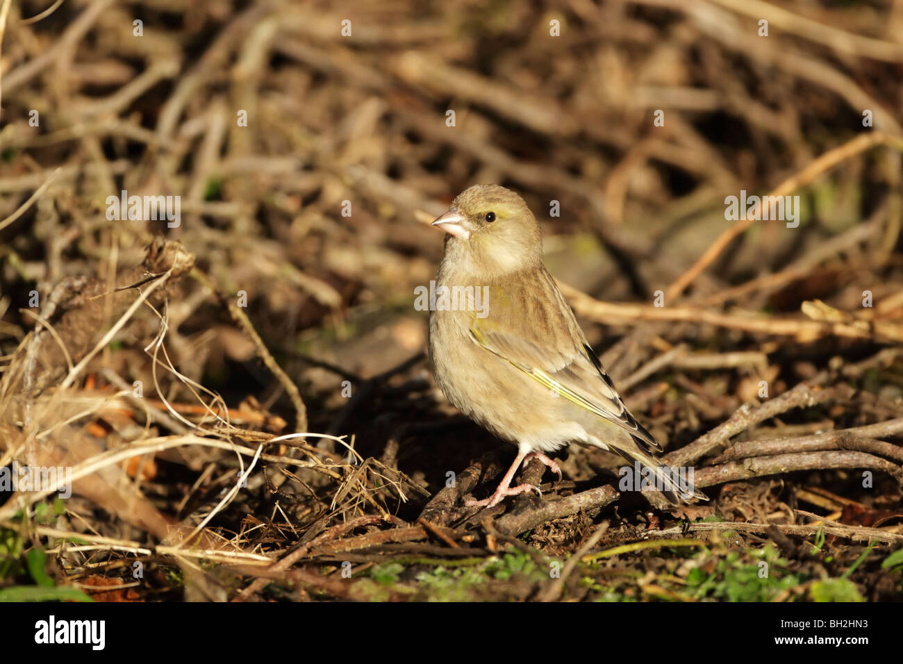 Greenfinch (Carduelis chloris) female foraging on the ground among shrubs Stock Photo