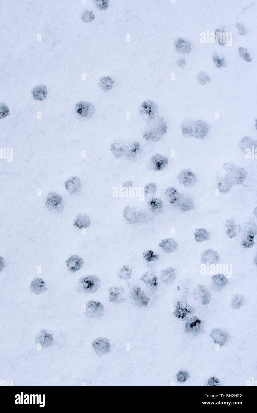 Imprints of drops of melt water from trees on melting snow beneath. Stock Photo