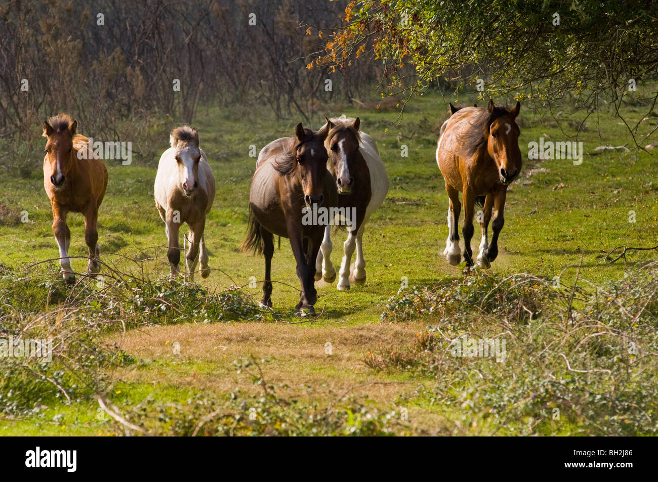 The annual pony 'drift' in the New Forest National Park Stock Photo