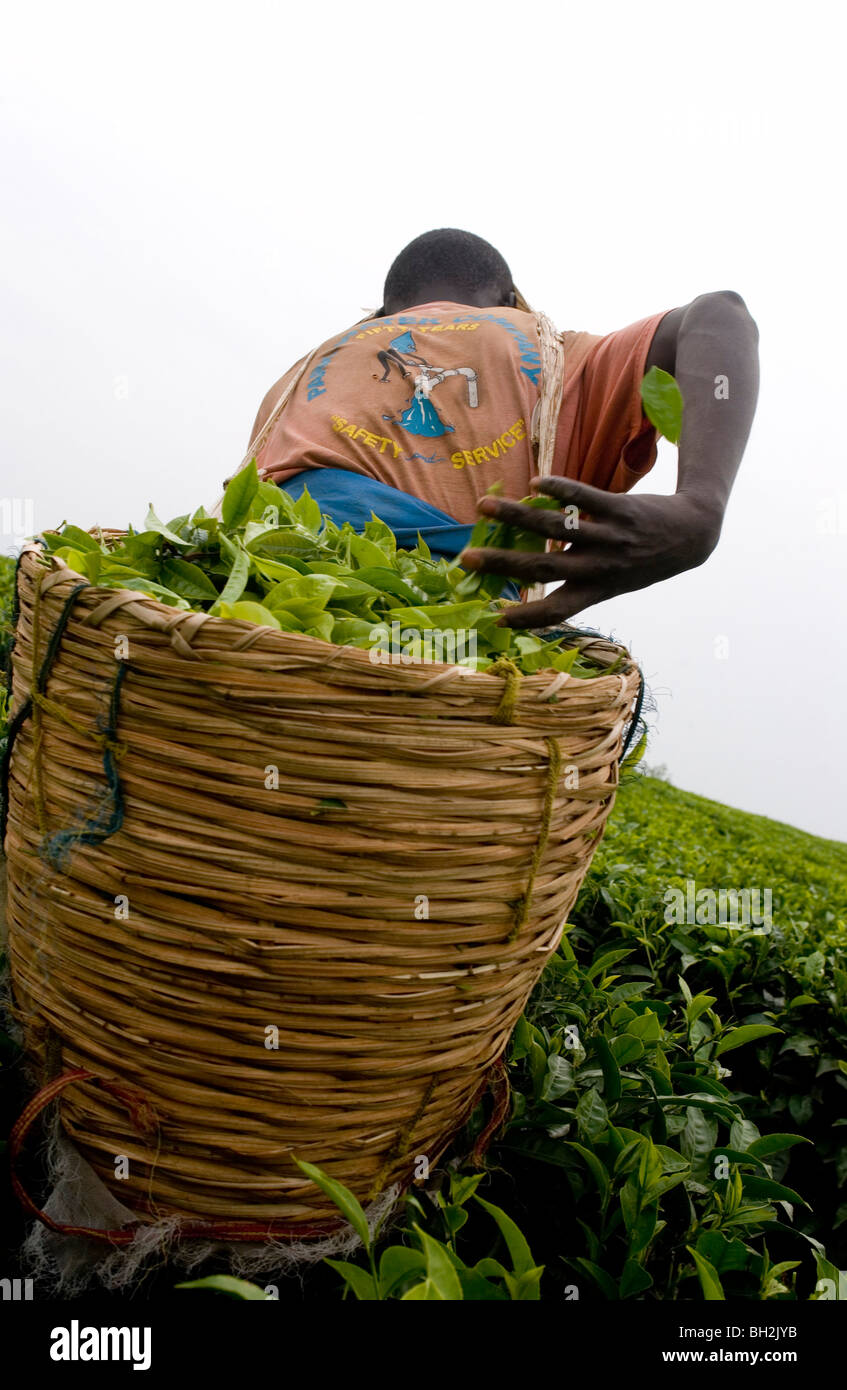 Fairtrade tea farmers in Uganda Stock Photo Alamy